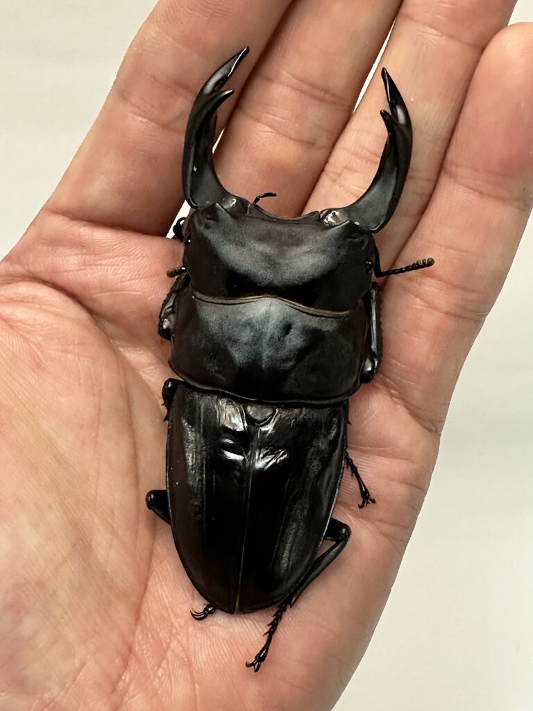 オオクワガタ新成虫販売個体＜ペア販売その62＞ : クワガタ自己