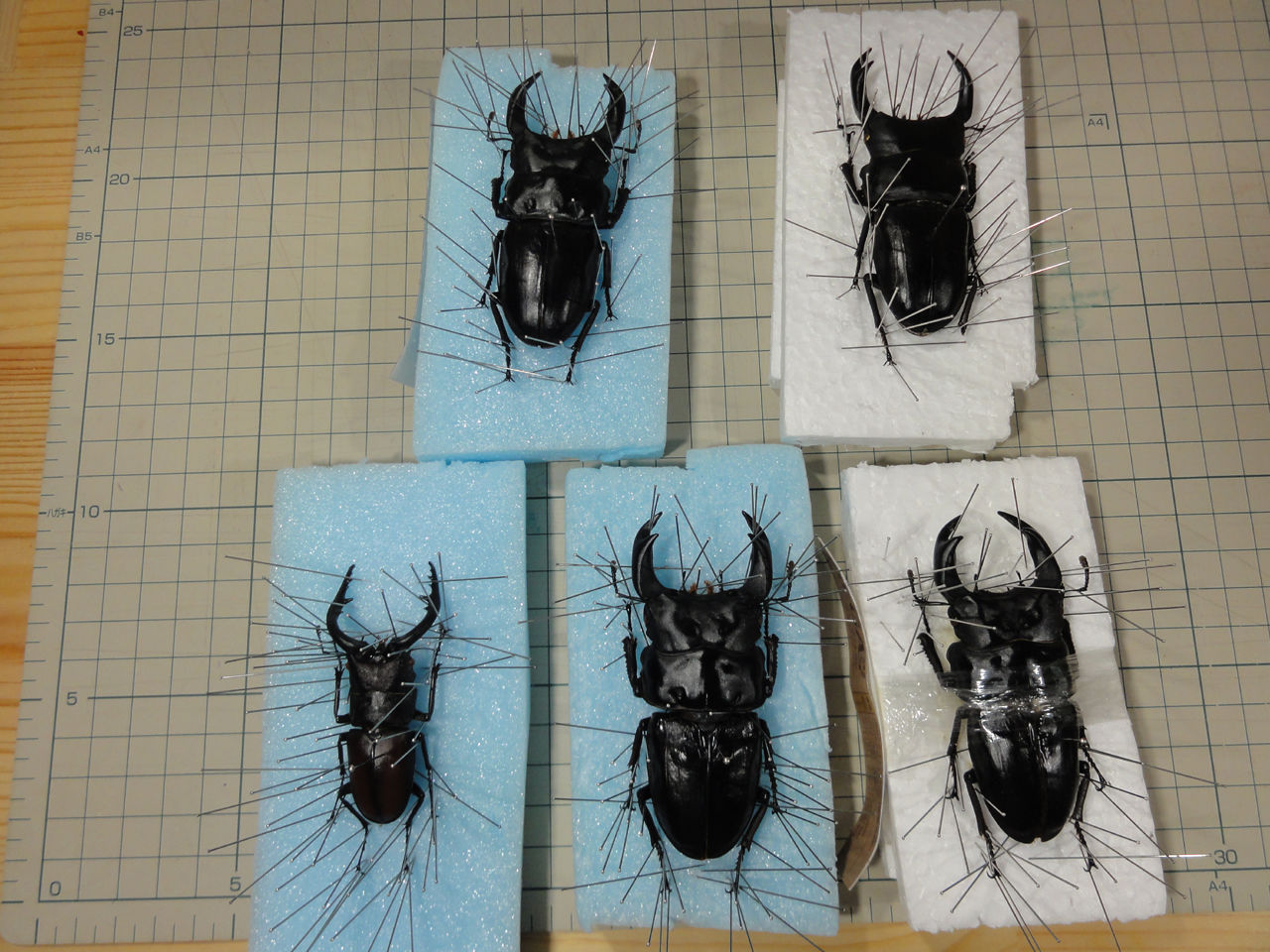 野外採集品山口県産ヒラタ　約71.5mm 未展足　昆虫標本 Amazon.co.jp: 昆虫展足の世界 : 福井 敬貴, 小林 一秀: 本