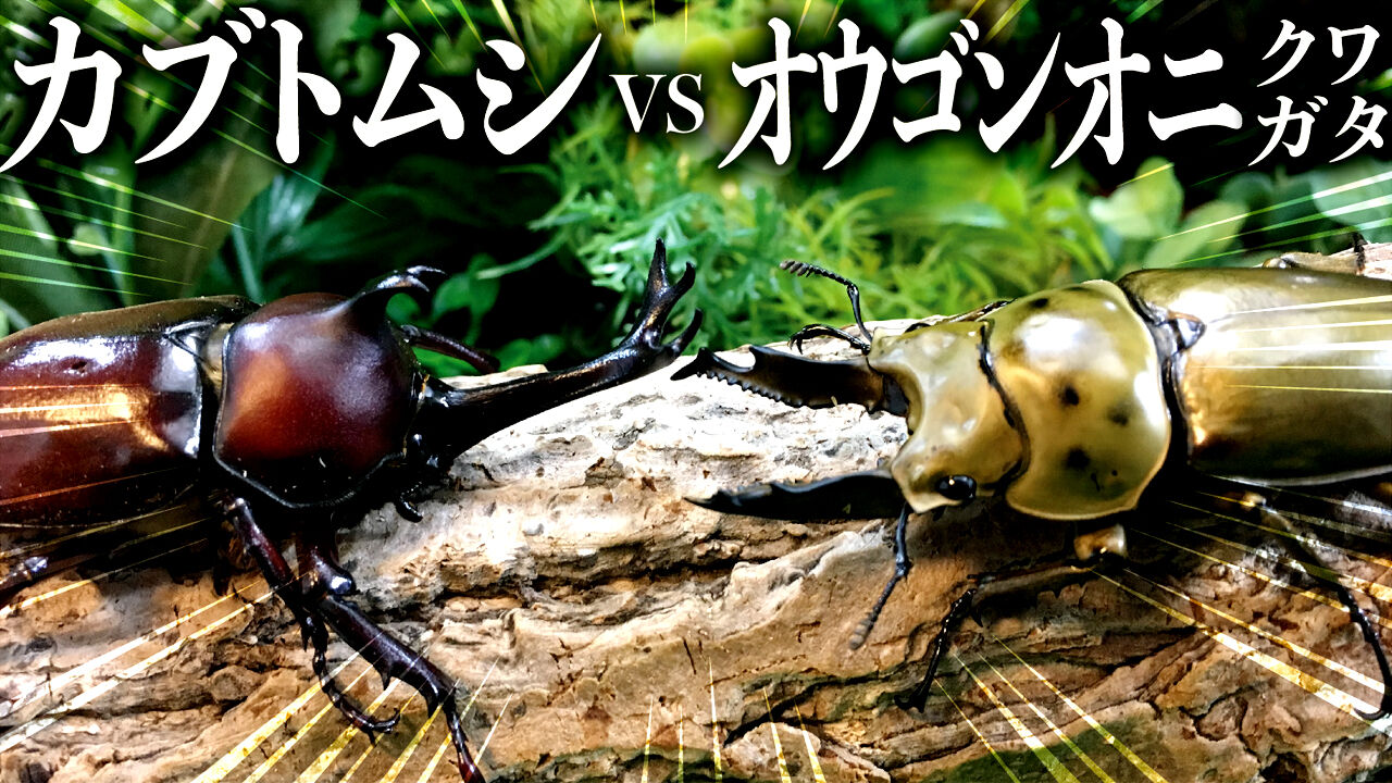 昆虫バトル カブトムシvsババオウゴンオニクワガタ クワガタ自己満ラボ
