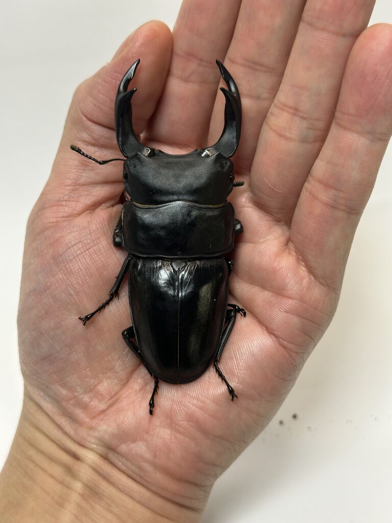 【別売り可能】1ペア オオムラサキ（四川省/中国） 別売り可能】1ペア オオムラサキ（四川省/中国）