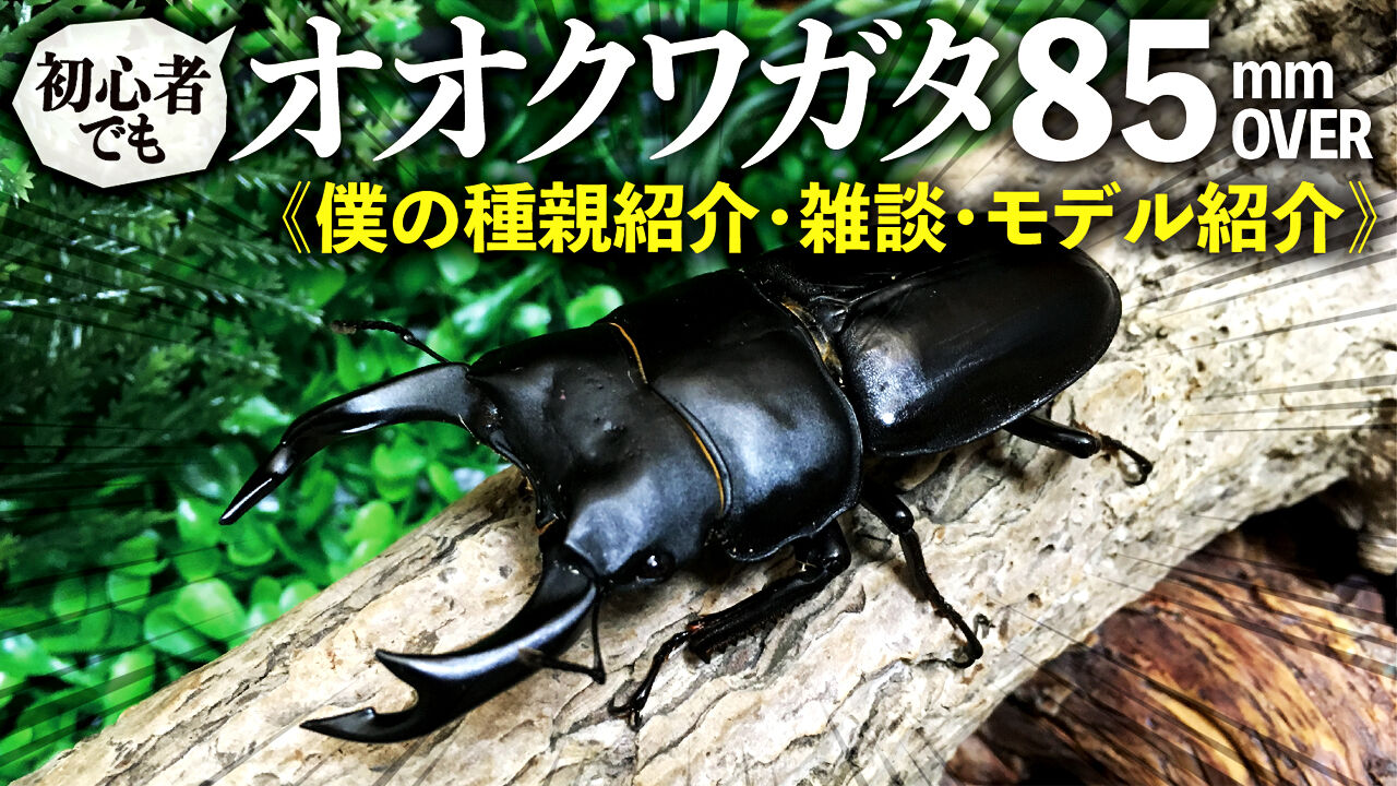 クワガタ自己満ラボ