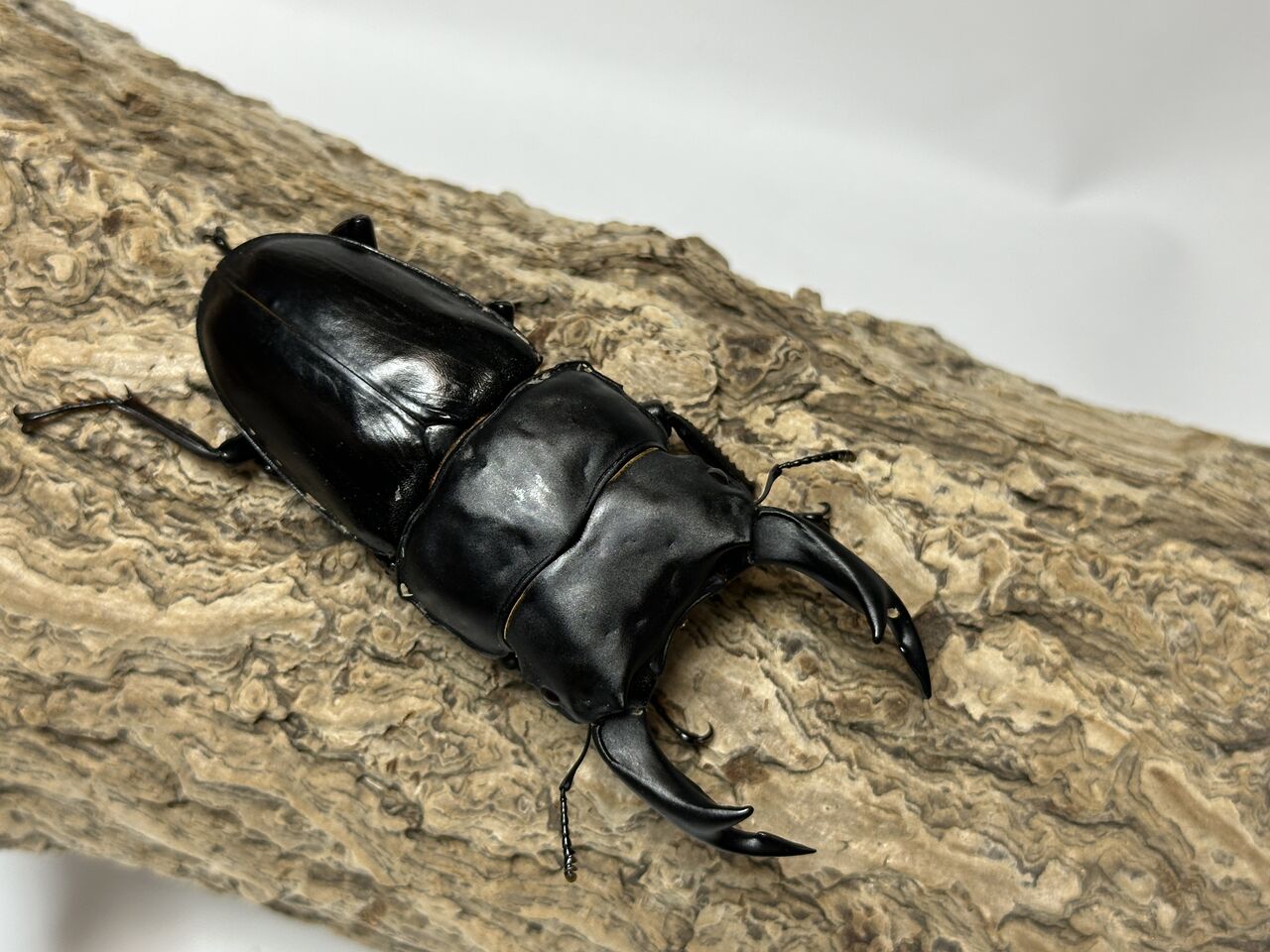 オオクワガタ即ブリ個体＜オス単品販売その150＞ : クワガタ自己満ラボ