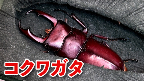 カブクワブリーダー main_slider01.jpg.webp