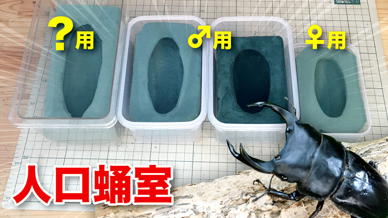 オオクワガタ 人口蛹室で羽化不全を対策 サイズ別の作り方をブリーダーが解説 クワガタ自己満ラボ