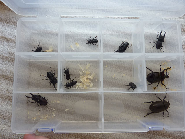 パーツセパレータで成虫管理 クワガタ自己満ラボ パーツセパレータで成虫管理 クワガタ自己満ラボ