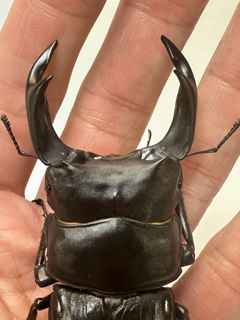 オオクワガタ即ブリ個体＜ペア販売その74＞ : クワガタ自己満ラボ