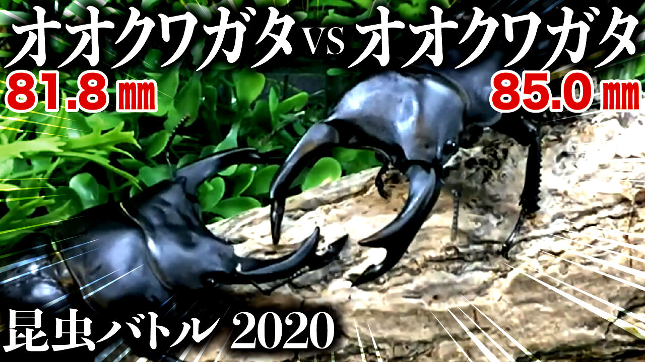 クワガタ自己満ラボ クワガタ自己満ラボ