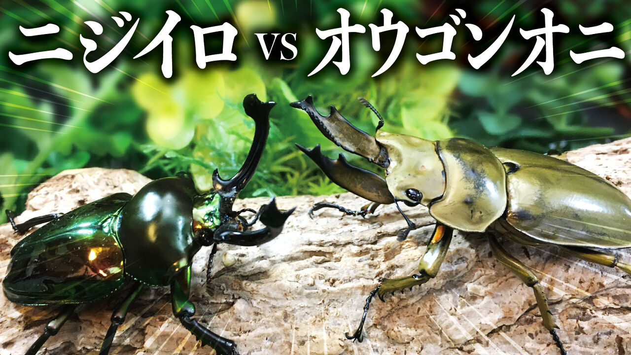 昆虫バトル ニジイロクワガタvsババオウゴンオニクワガタ 質問コーナーあります クワガタ自己満ラボ 昆虫バトル ニジイロクワガタvsババオウゴンオニクワガタ 質問コーナーあります クワガタ自己満ラボ