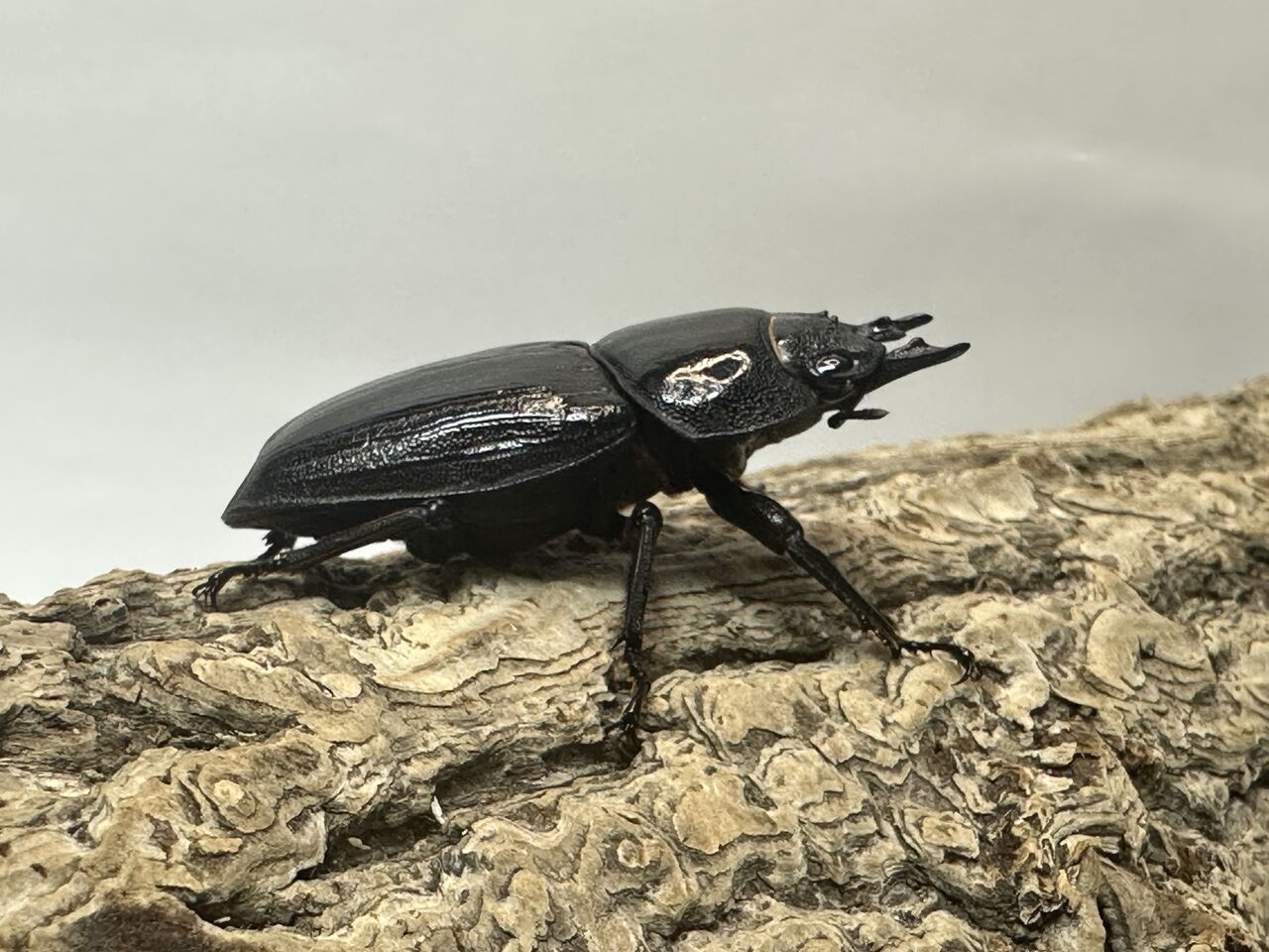 オオクワガタ新成虫販売個体＜2024早期メスその7＞ : クワガタ