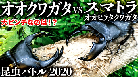 公式サイト店舗 クワガタ カブト バトル用土俵 虫類用品