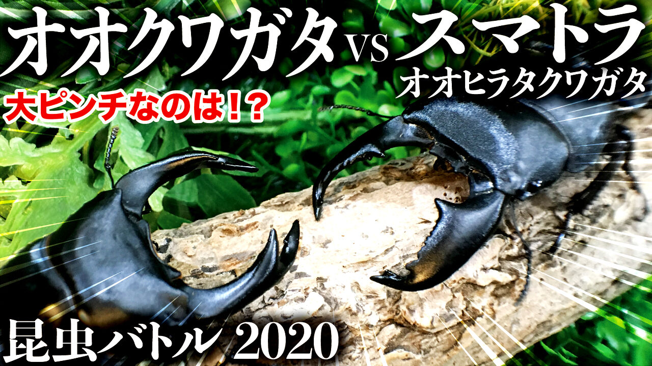 昆虫バトル オオクワガタvsスマトラオオヒラタクワガタ クワガタ自己満ラボ 昆虫バトル オオクワガタvsスマトラオオヒラタクワガタ クワガタ自己満ラボ