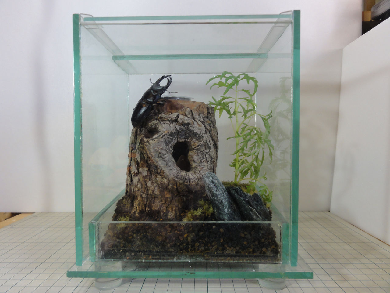 クワガタ　テラリウム mqdefault.jpg