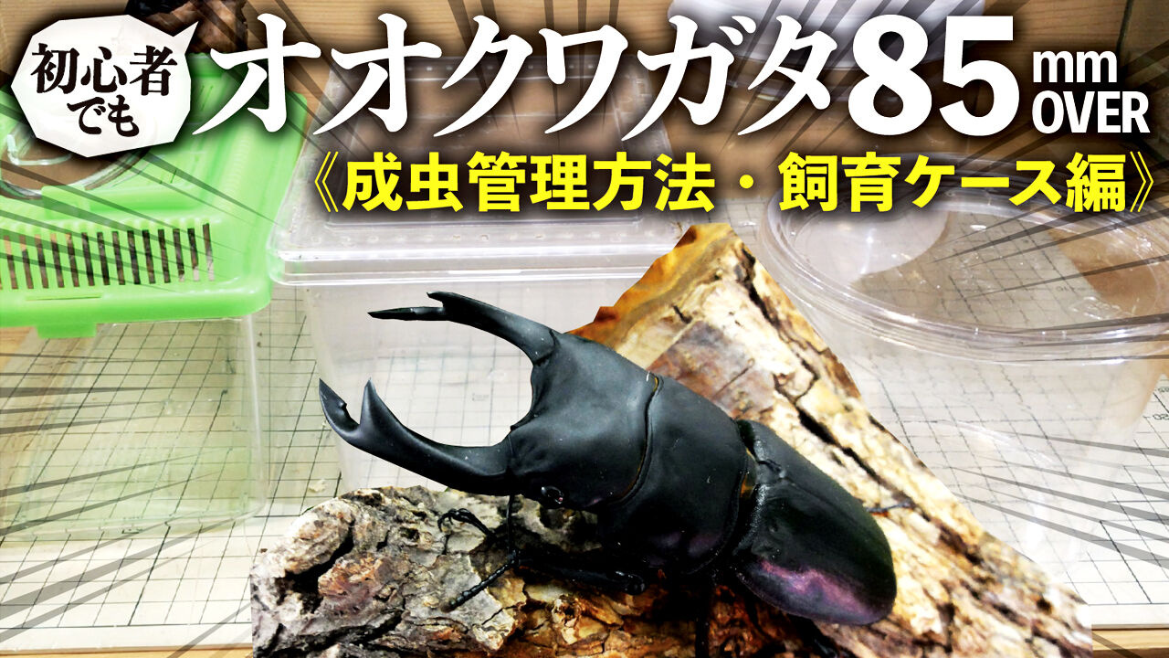 オオクワガタで85mmオーバーを出す方法 成虫管理方法 飼育ケース編 クワガタ自己満ラボ オオクワガタで85mmオーバーを出す方法 成虫管理方法 飼育ケース編 クワガタ自己満ラボ