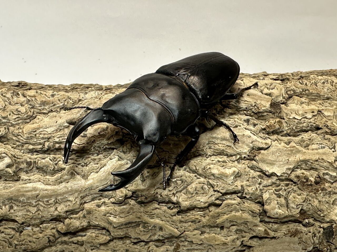 北海道産オオクワガタ♂75mmトリオ取引中