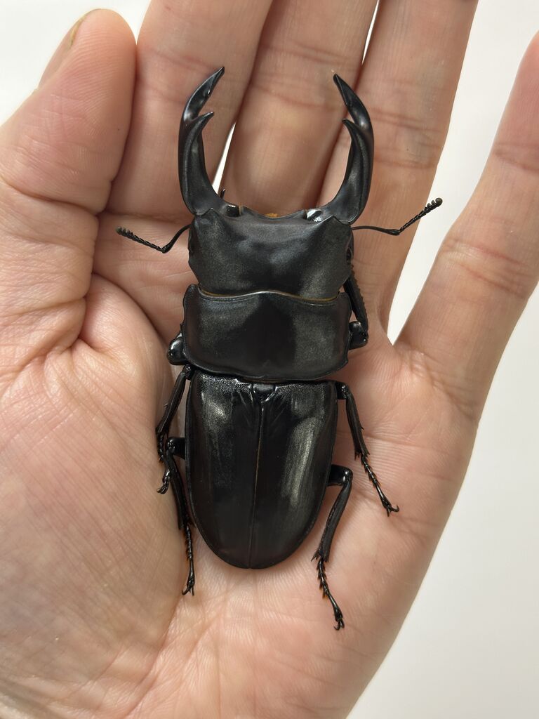 能勢産オオクワガタ♂79.8㎜　♀50.0㎜　新成虫ペア　⑤ 能勢産オオクワガタ♂79.8㎜ ♀54.0㎜ 成虫ペア ② 新成虫