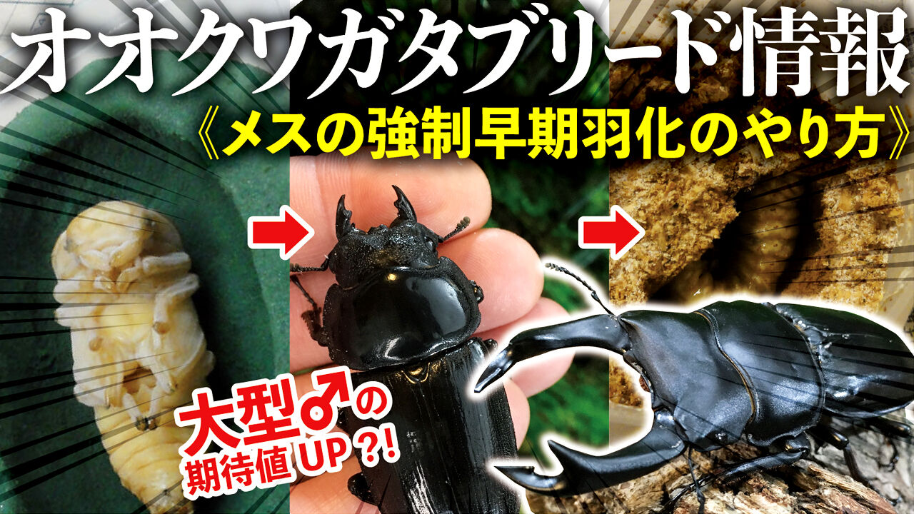 大型のオオクワガタを狙うなら有効？！メスの強制早期羽化のやり方