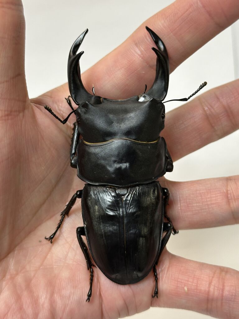 オオクワガタ新成虫販売個体＜ペア販売その76＞ : クワガタ自己