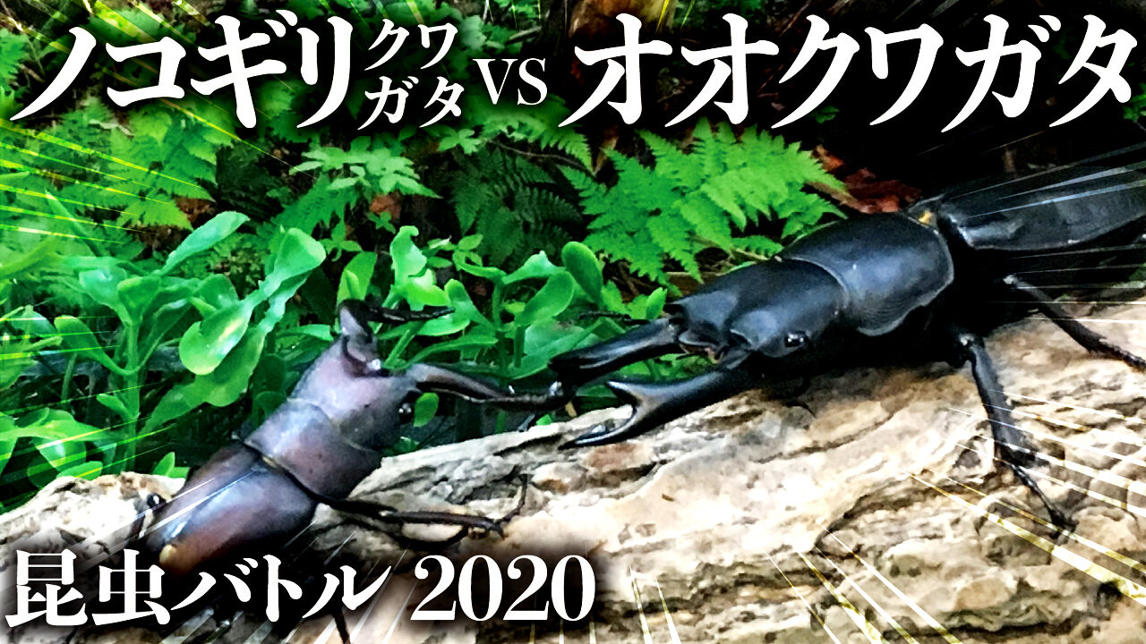 昆虫バトル ノコギリクワガタvsオオクワガタ2戦 クワガタ自己満ラボ 昆虫バトル ノコギリクワガタvsオオクワガタ2戦 クワガタ自己満ラボ
