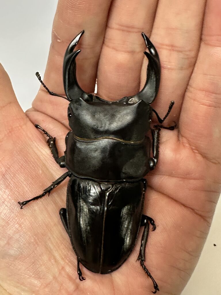 クウガ　まとめ売り　E.F.G.D Amazon | ZX-14R 2006-2011 青 黒 カウリングキット ZX14R