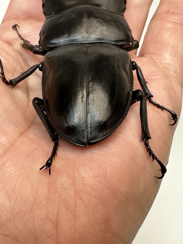 北海道産オオクワガタ♂75mmトリオ取引中