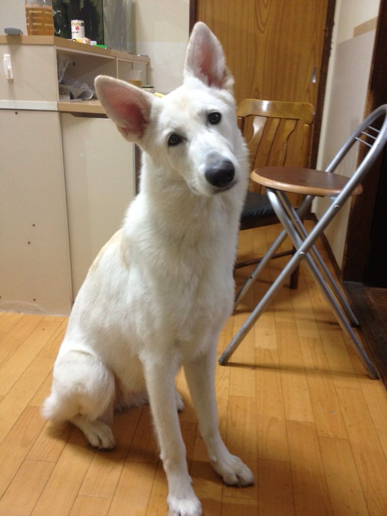 ホワイトシェパード ブラック ホワイトシェパードと趣味の不定期日記