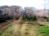 sakura