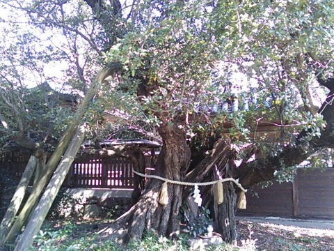 御崎神社のウバメガシ