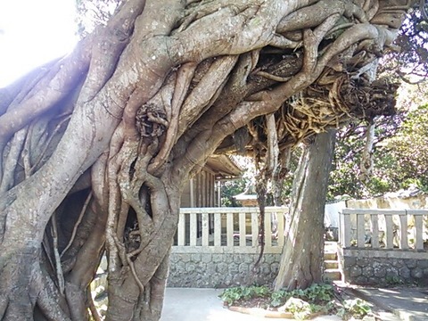 龍王神社のアコウ