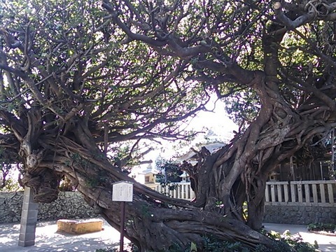 龍王神社のアコウ