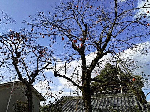 佛眼寺の柿