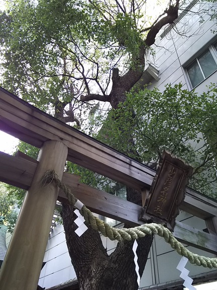 少彦名神社 鳥居と神木