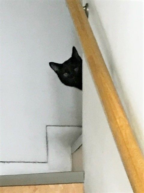30猫2