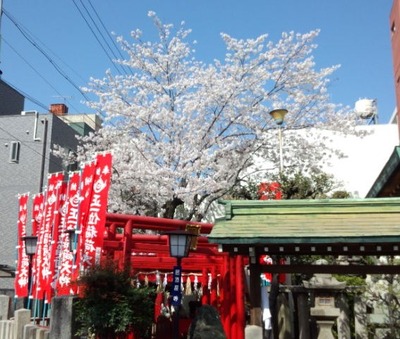30大須桜1