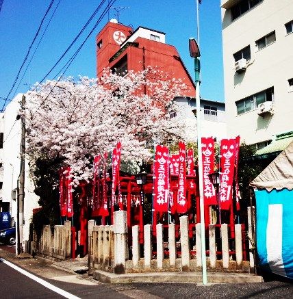 31 大須桜2015 1