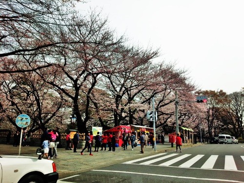11名古屋城桜
