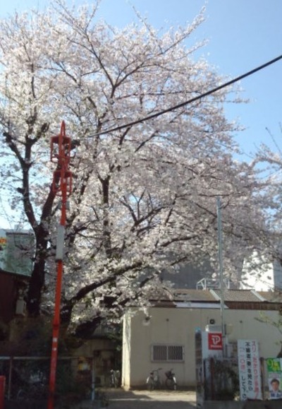 30大須桜2