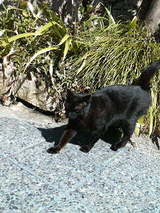 BLACK CAT