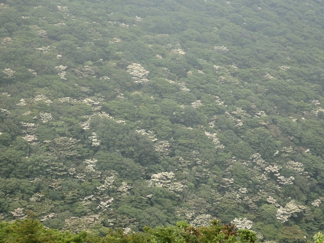 P6240024