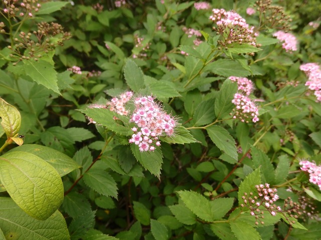 P6240019