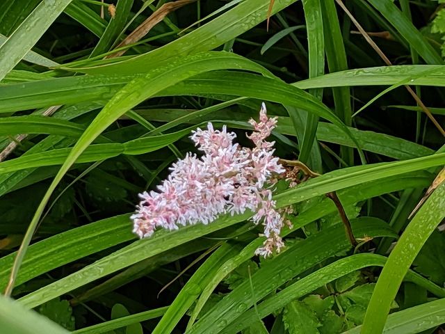 IMG_20190729_075851