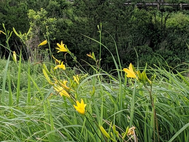 IMG_20190729_073010