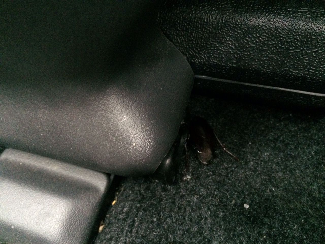 車 に ゴキブリ