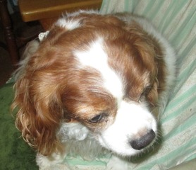 �������Ƥ�Τϡ��̿��Υ饤�ȤǤޤ֤����ȻפäƤޤ���