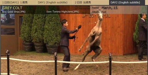 画像 ゴールドシップ 陸上選手に転向 マラソン速報 画像 ゴールドシップ 陸上選手に転向 マラソン速報