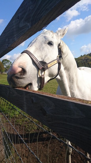 画像 ゴールドシップ 陸上選手に転向 マラソン速報