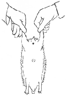 �ϥ�ͥ��ߤλ�����