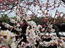 COOLPIX S8200