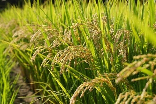 コメ 密輸 ベトナム 国産 300トン ぼろ儲け 1億3000万 外国人 海外 に関連した画像-01