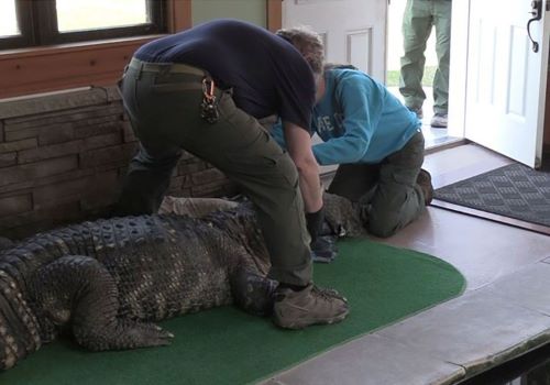 ワニ　米ニューヨーク州　違法飼育　飼育免許に関連した画像-01