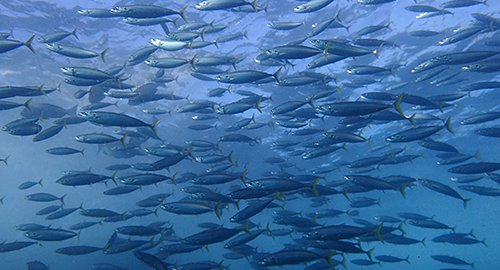 釣り客 観光客 八丈島 ムロアジに関連した画像-01